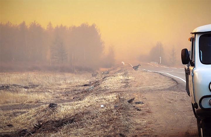 Roe deer escape wildfire in Trans-Baikal region, close to Arakhley lakes
