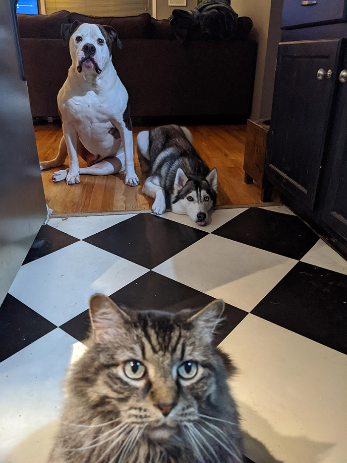 jifiv-no-animals-in-kitchen-funny-picture