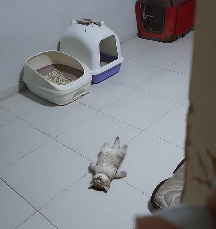 r6u73-kitten-sleeping-on-back