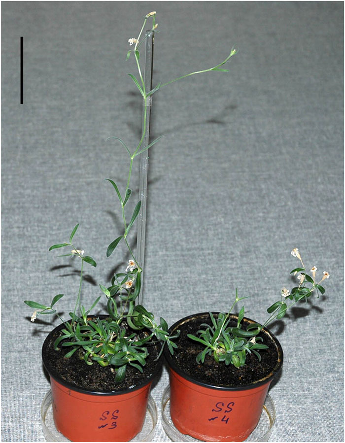 research-plant-silene-stenophylla-austria-5efeecb95b9c9__700