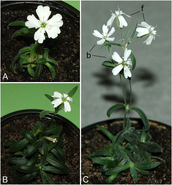 research-plant-silene-stenophylla-austria-5efeecc073db6__700