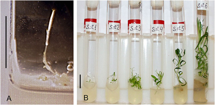 research-plant-silene-stenophylla-austria-5efeeccca06df__700