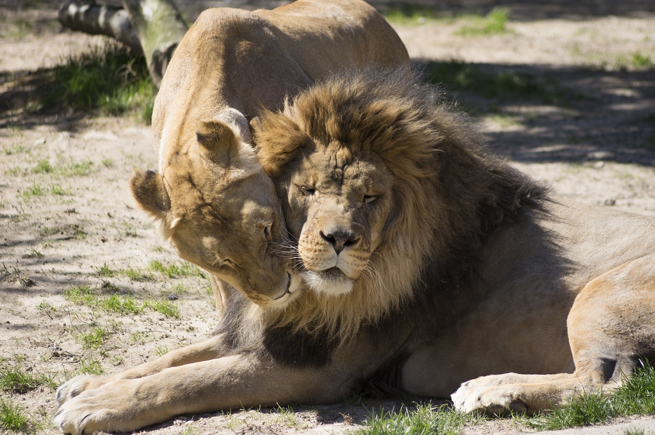 wildlife-3041849_1280