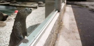 没了游人,动物园里动物全都开始抑郁… 饲养员们简直费尽心思有木有!!