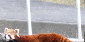 一位专门“饭拍”小熊猫的妹纸,她镜头下的小熊猫太好吸了!