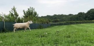 像牛像驴像马还像狗!!这俩长的这么潦草的羊咩咩究竟是什么品种?!