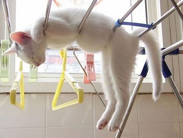 funny-sleeping-cats-15