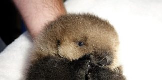 怕水的海獭宝宝在10天大就失去了亲妈,还好遇到一群人类妈妈~