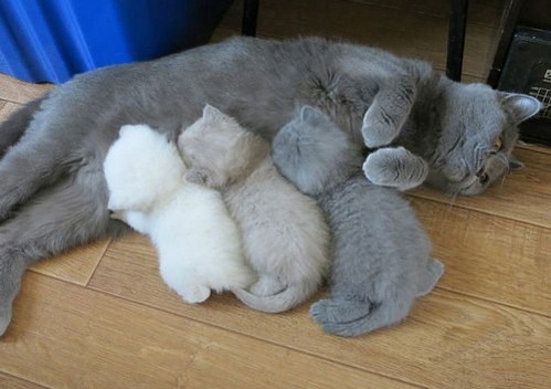 momma-cat-running-low-on-toner-pc-load-kitten