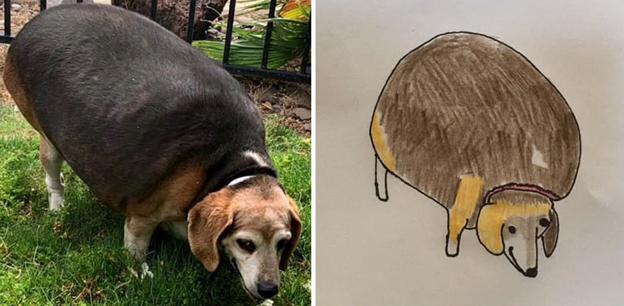 Pet-Portraits-Raising-Money-For-Charity-5f5b8fcb8baa1__880