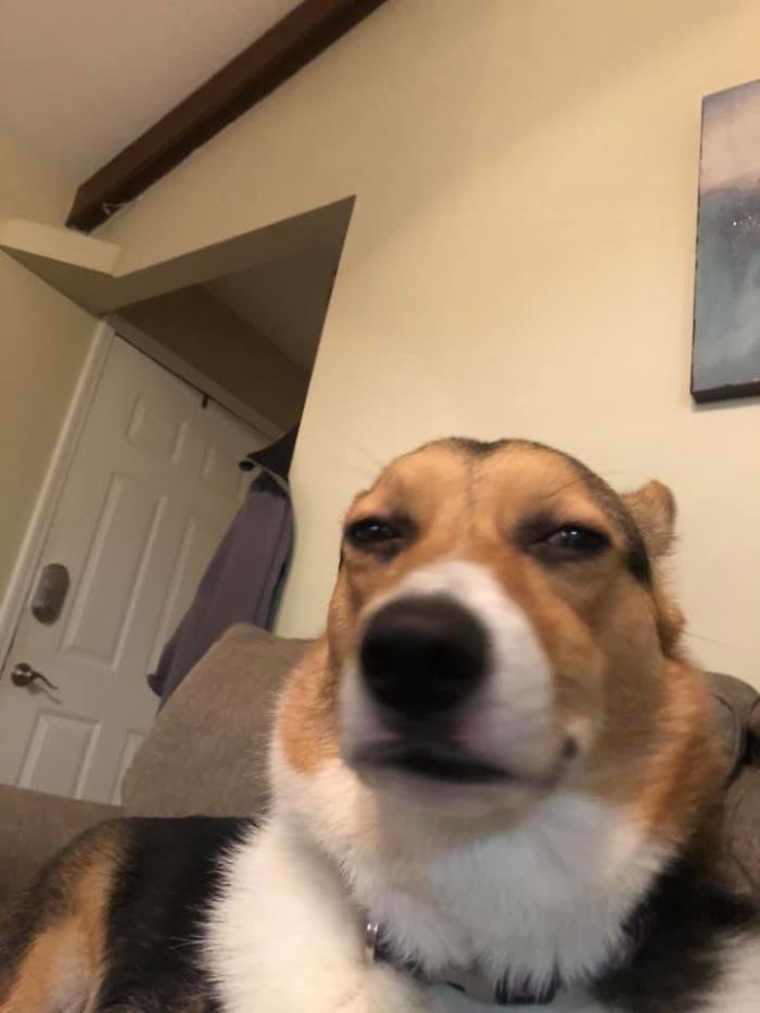 disapproving-corgis-pics-112-5e5e3642a4b79__700