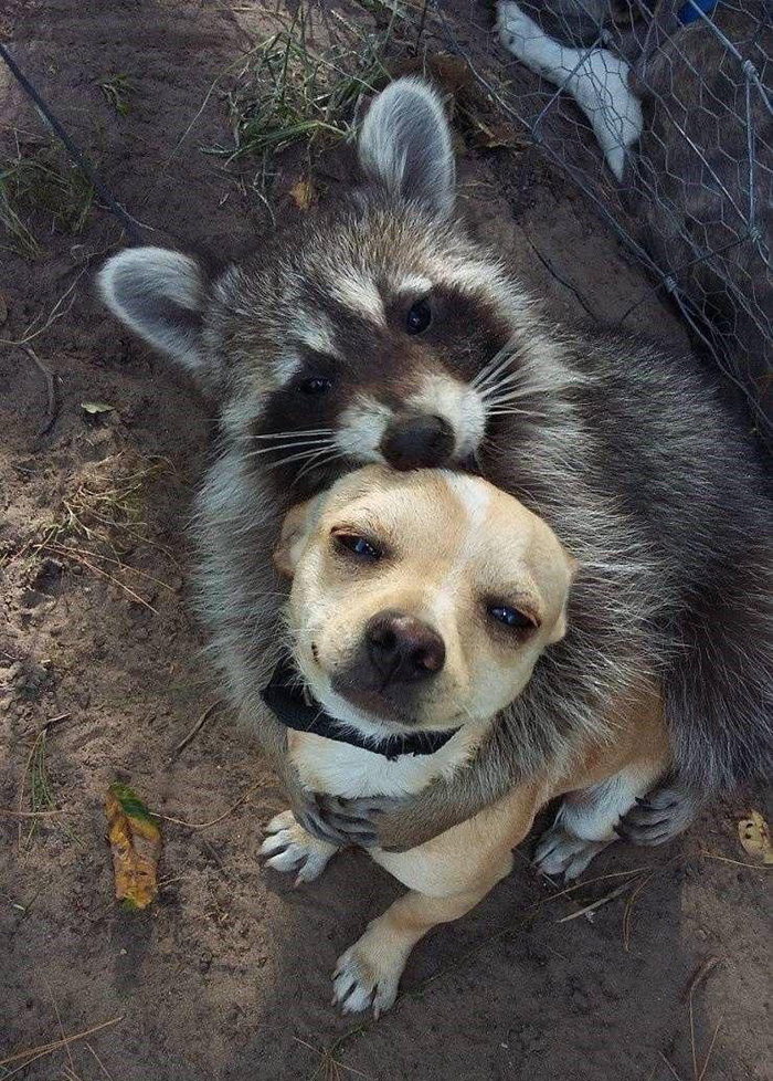 nixai-raccoon-hugs-dog