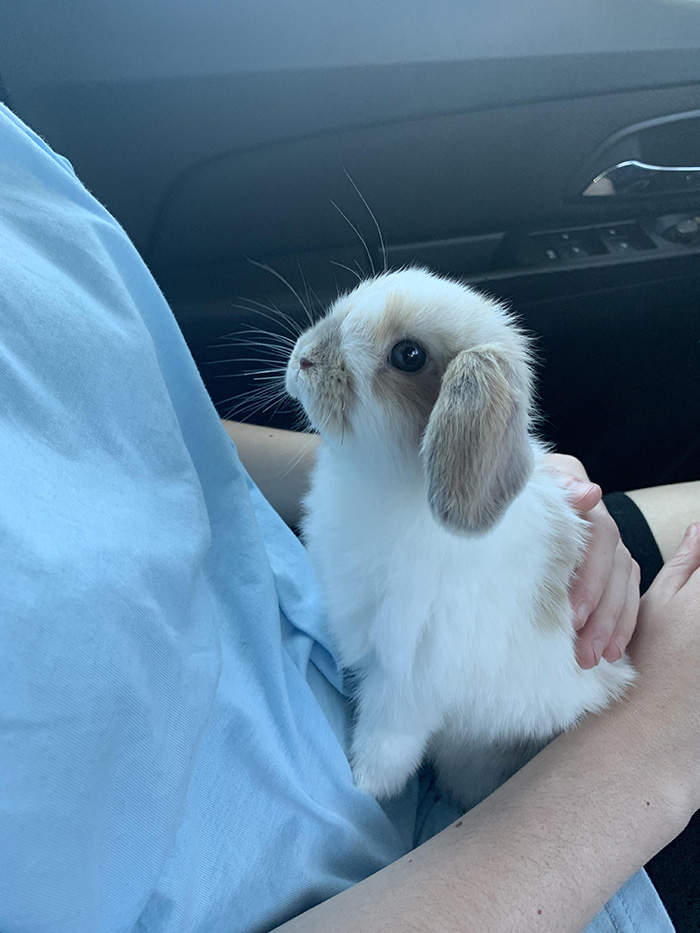 q5nkf-cute-bunny