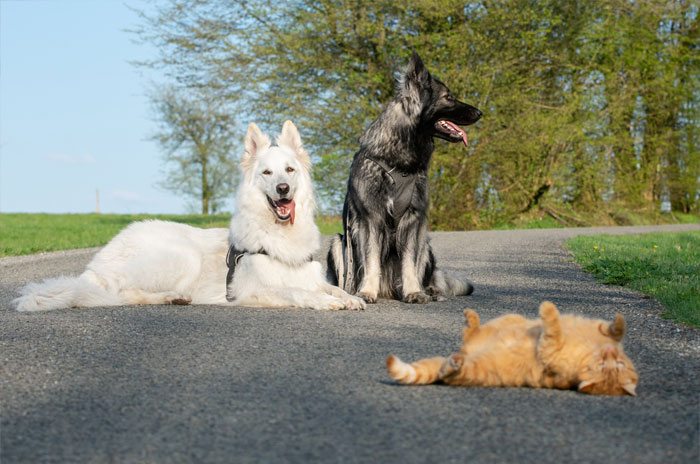 rescue-kitten-adopted-by-dogs-thinks-its-dog-23