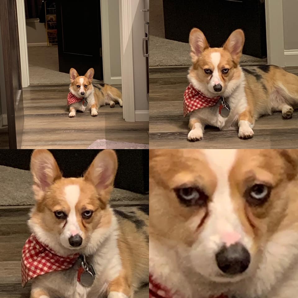this-facebook-group-is-dedicated-to-pics-of-disapproving-corgis-and-here-are-some-of-the-funniest-ones-07