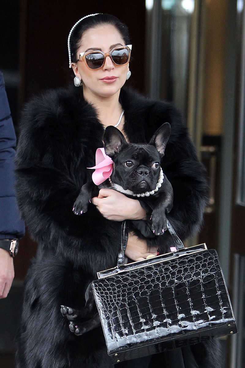 Lady Gaga and her frenchie Asia are all about the pearls **USA, Canada, Australia ONLY**