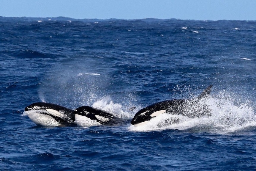 1711296824-3470-20240324