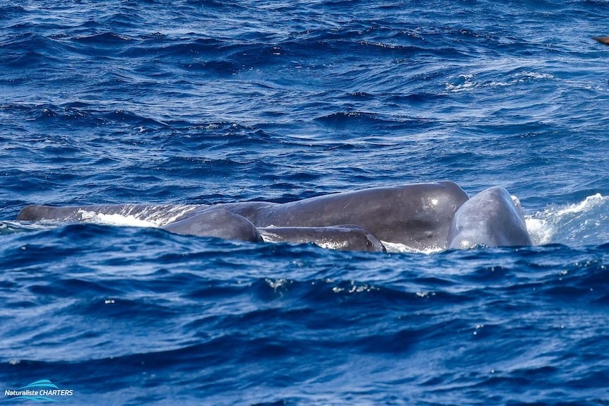 1711296825-2928-20240324