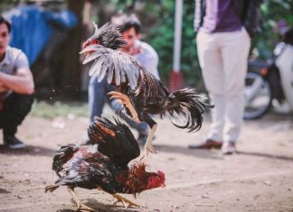 痴迷斗鸡,却被鸡一脚杀死。他残忍对待动物,却要了自己的命