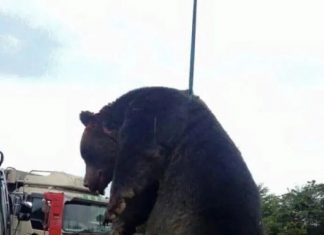 400公斤巨熊出没!日本熊患升级,政府急聘专业猎人