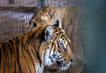 动物园倒闭5年,7头狮子挤3平米小笼,狮子老虎挤一起打架,如今总算被救了!