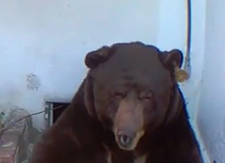 狭窄地下室钻进几百斤巨熊!房主无语:地下室人都得趴着,它会柔术吗?