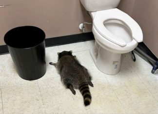 浣熊大盗夜闯烟酒店,连喝一宿!第二天四脚趴马桶边,酒量不行啊