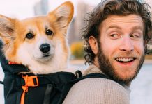 新年第一份可爱:小哥整天背流浪狗闲逛!火了之后帮上百只狗找到新家!